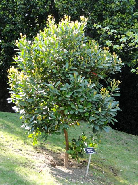 Polyspora axillaris