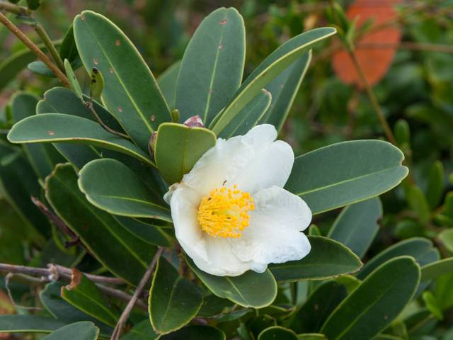 Polyspora axillaris : fleur