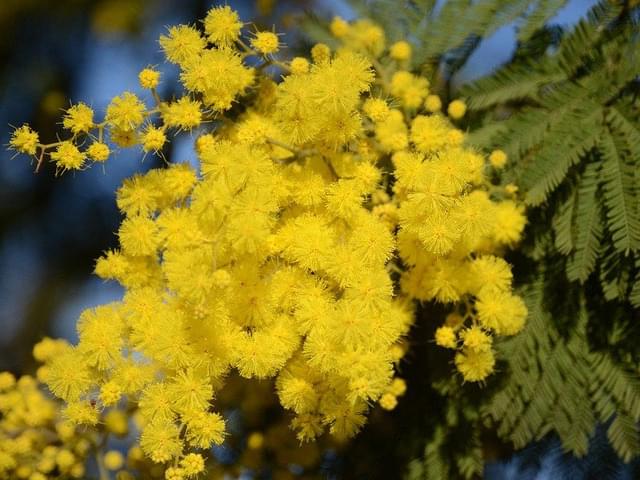 Mimosa en fleurs