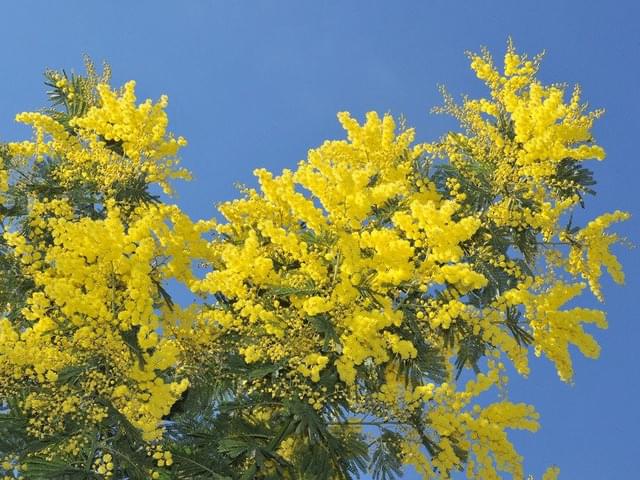 Mimosa en fleurs