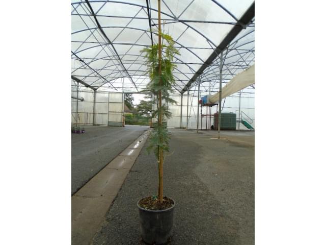 Mimosa Le Gaulois C5L 1/4 de tige - plante telle qu'expédiée