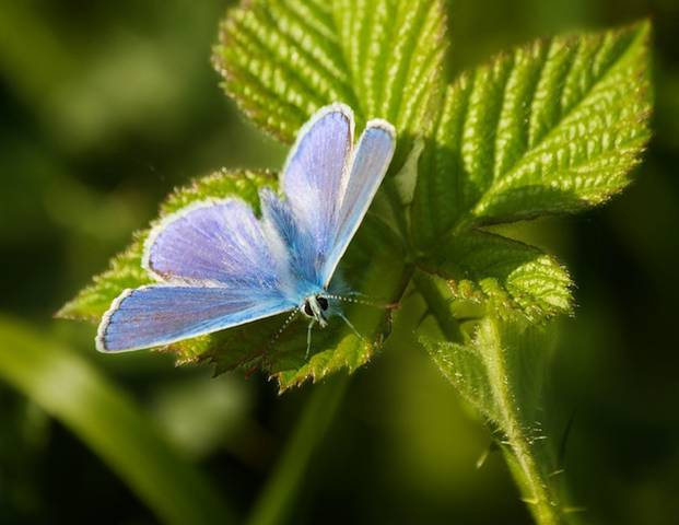 Polyommatus icarus (azuré bleu) sur ronce commune