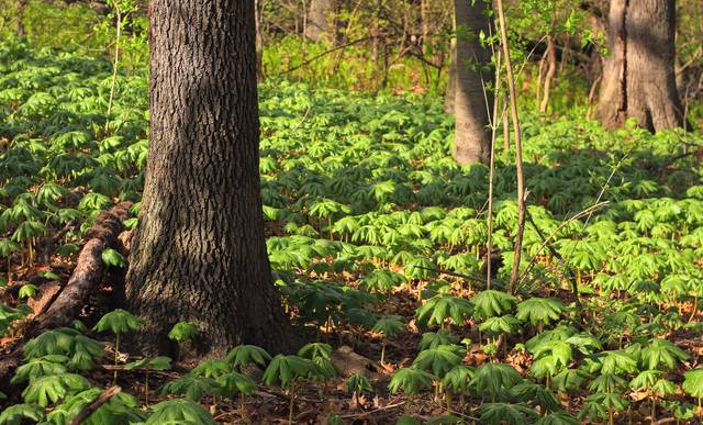 Podophyllum peltatum