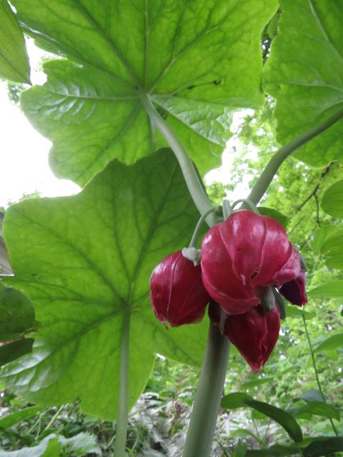 Fleurs de podophyllum pleianthum