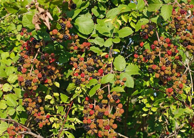 Fruits de Rubus fruticosus, la ronce (mûres)
