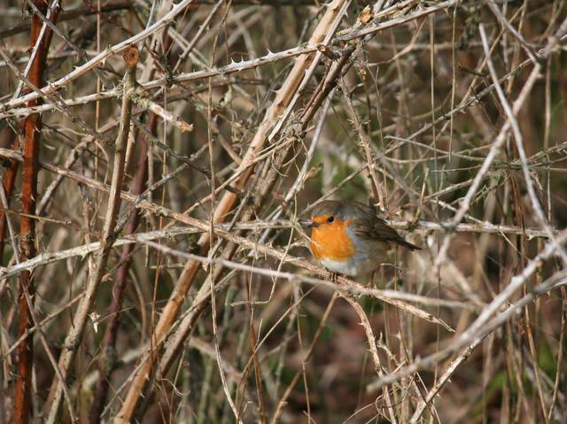 Rouge-gorge trouvant abri dans les ronces
