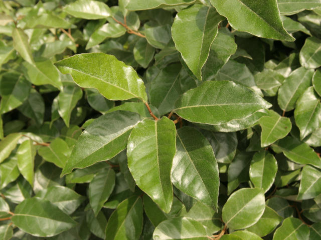 Eleagnus ebbingei