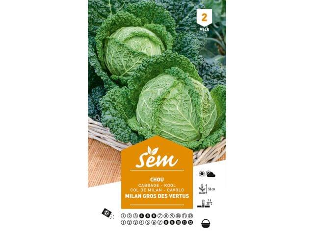 Graines Chou GALEGA Germisem - Légume Feuille Vert Pour Caldo Verde, Semis Facile