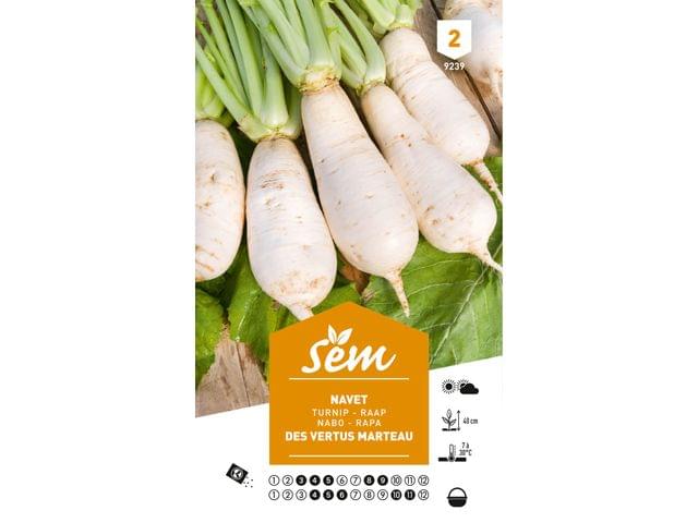 Navet Des Vertus Marteau - Les Graines Bocquet