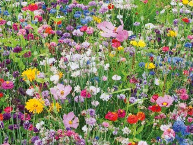 Mélange De Graines Fleurs Sauvages Annuelles Maelsa – Sachet 2g | Bleuet, Coquelicot, Marguerite, Attire Abeilles & Papillons - 7