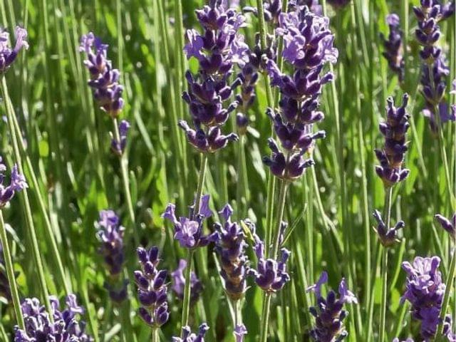 Lavande vraie 