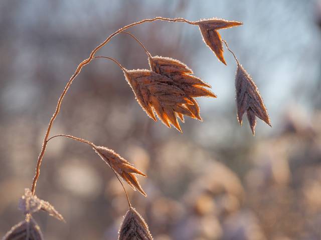 Chasmanthium latifolium - épillets givrés