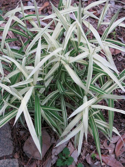 Chasmanthium latifolium 'River Mist'