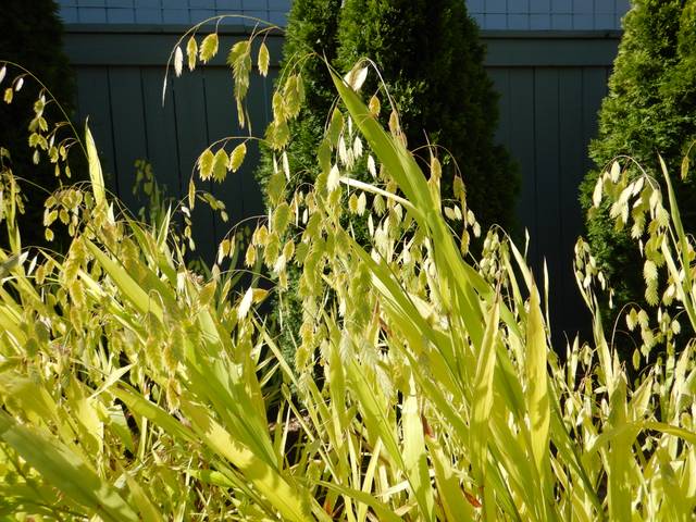 Chasmanthium latifolium