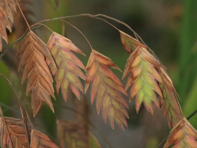 Chasmanthium latifolium