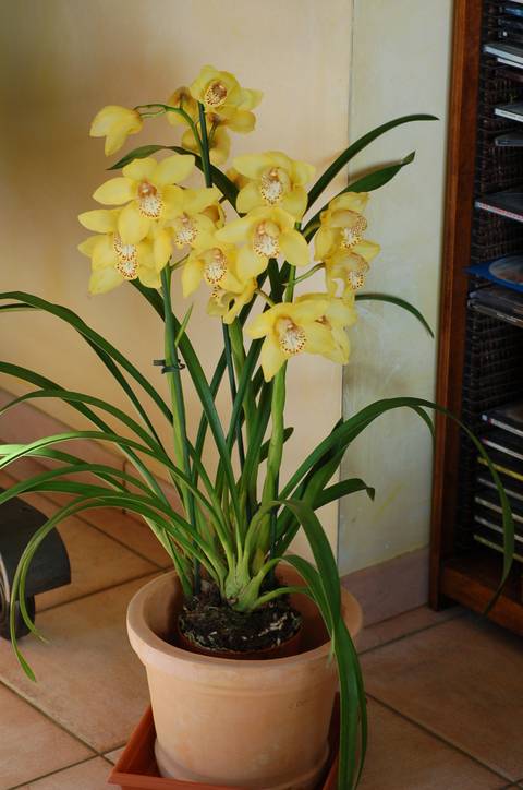 Cymbidium : cultiver et faire refleurir cette orchidée