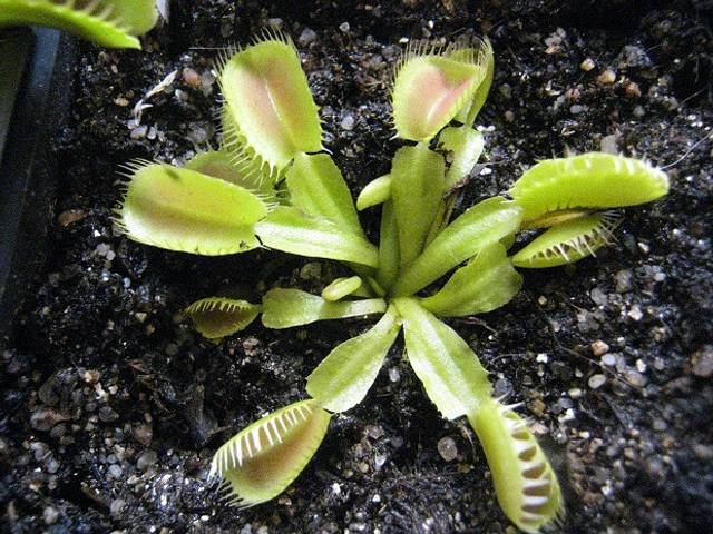 plantes carnivores dionaea G16 (semi adulte) taille L (large plant
