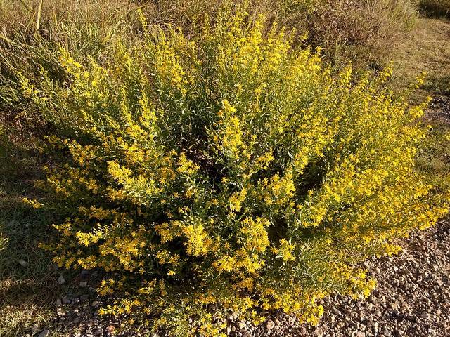Dittrichia viscosa en fleurs (inule visqueuse)