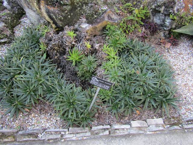 Dyckia brevifolia dans une rocaille