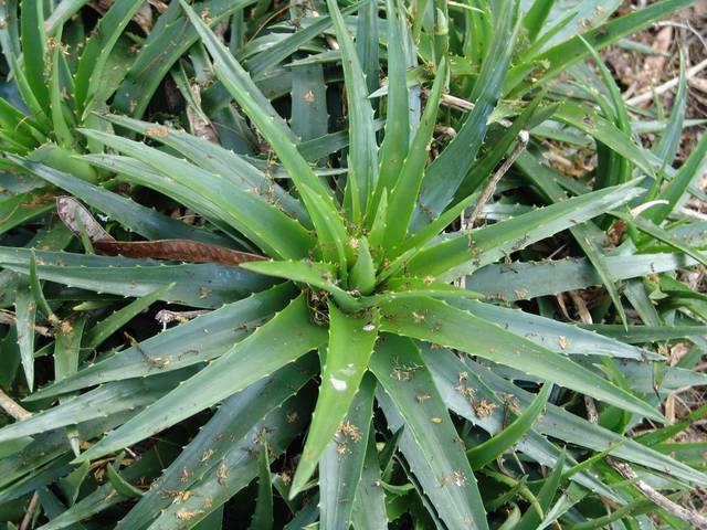 Dyckia brevifolia