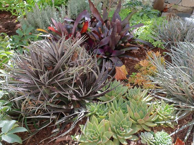 Différents dyckias et plantes succulentes en rocaille