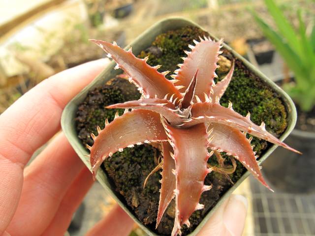 Dyckia à feuillage rouge