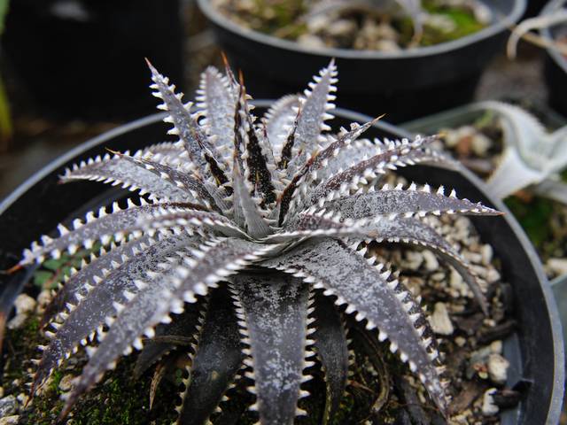 Dyckia à feuillage violacé et gris