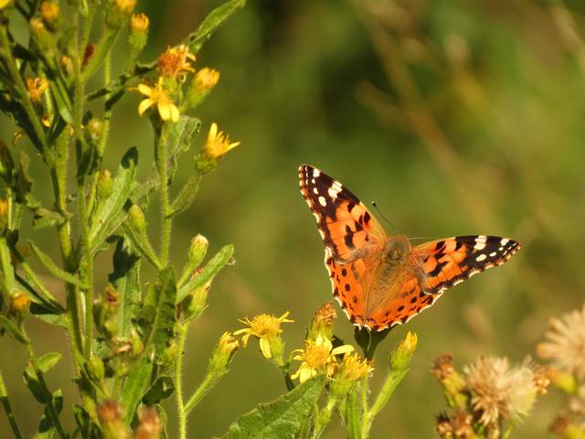 Inule visqueuse butinée par un papillon