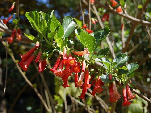 Iochroma coccinea : rameau