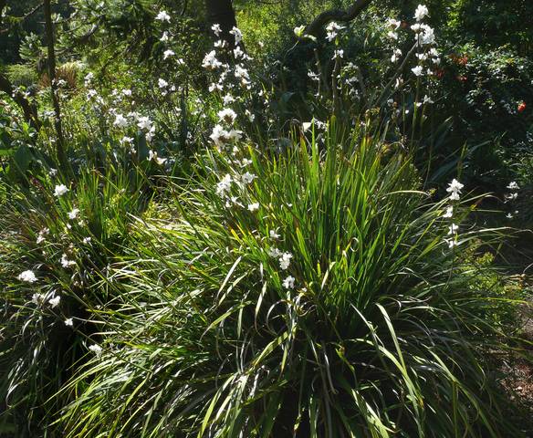 Libertia chilensis