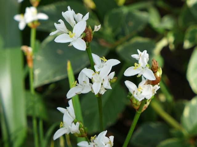 Fleurs de Libertia grandiflora