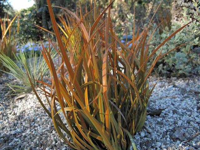 Libertia peregrinans