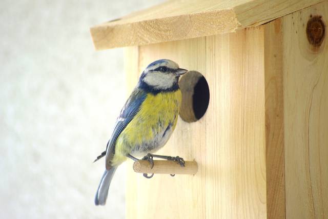 Mésange bleue sur un nichoir