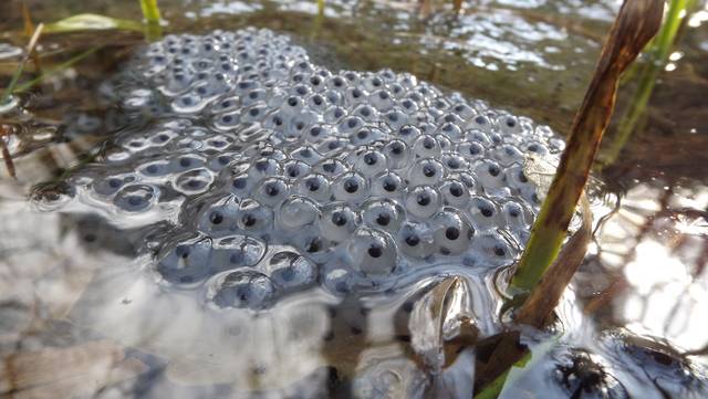 Oeufs de grenouille rousse