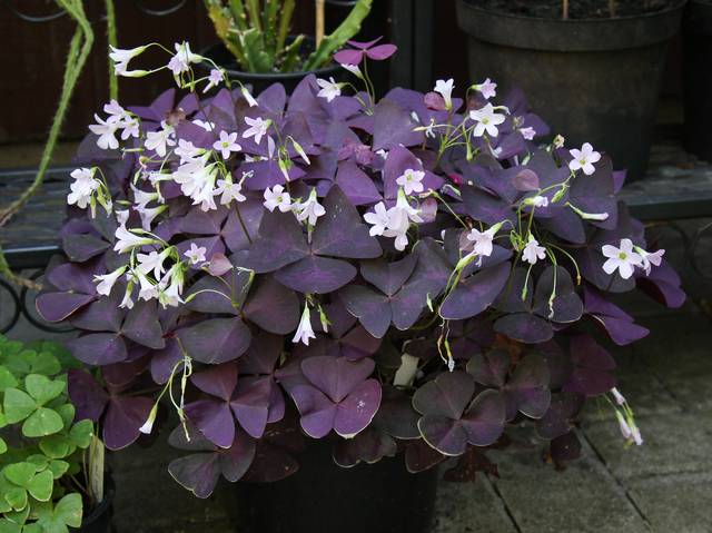 Descubra 48 kuva trefle fleur violette - Thptnganamst.edu.vn