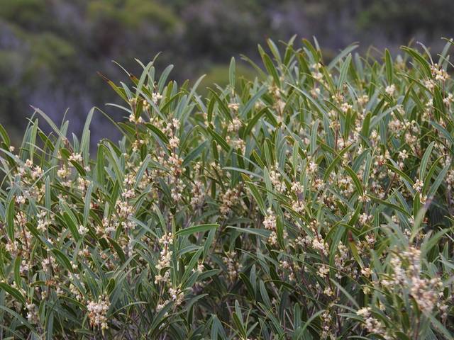 Phillyrea angustifolia : floraison mellifère
