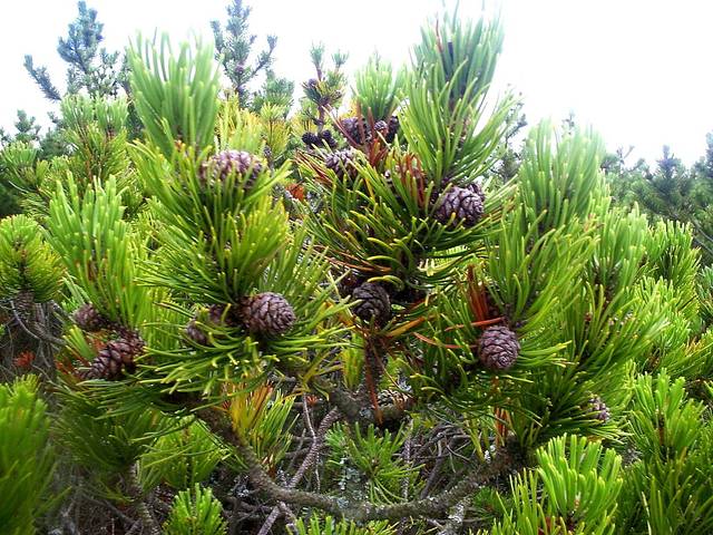 Pinus mugo : cônes