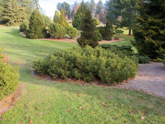 Pinus mugo 'Corley's Matt'