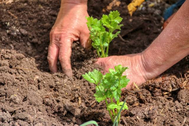 Plants de persil en terre