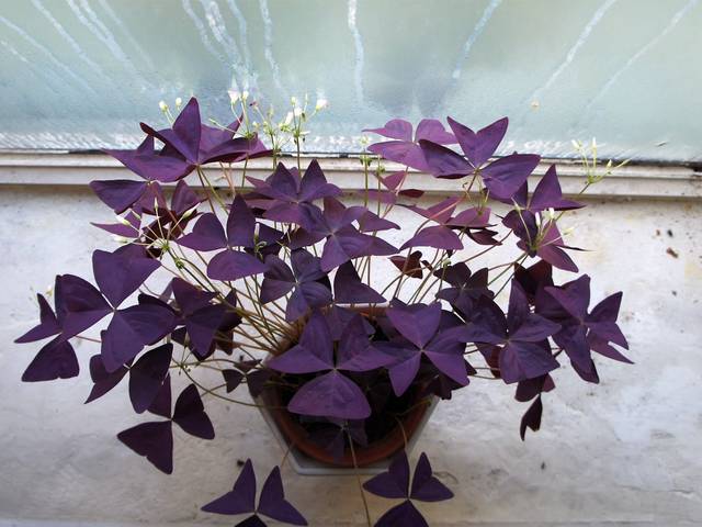Oxalis Triangularis - Plante d'intérieur - Le Jardin du Prahor