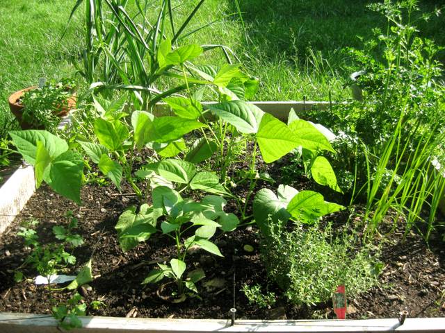 Associations de légumes au potager en carrés