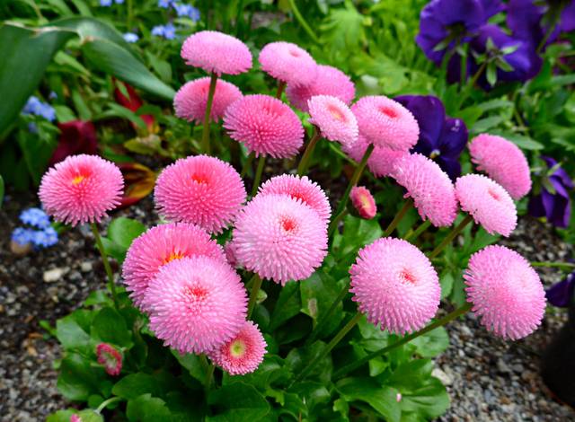 1000 Graines De Pâquerettes (Bellis Perennis) - Fleurs Pomponettes - Sachet Planète Graines
