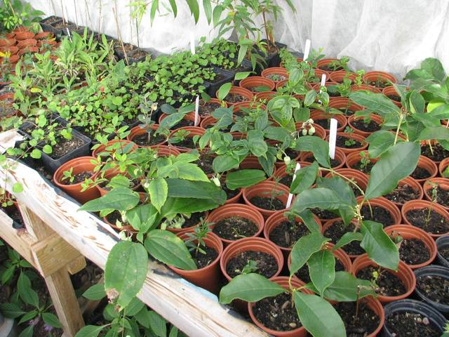 Boutures diverses (dont Clematis urophylla)