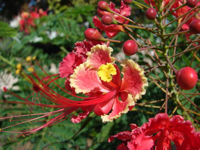 Caesalpinia pulcherrima, petit flamboyant