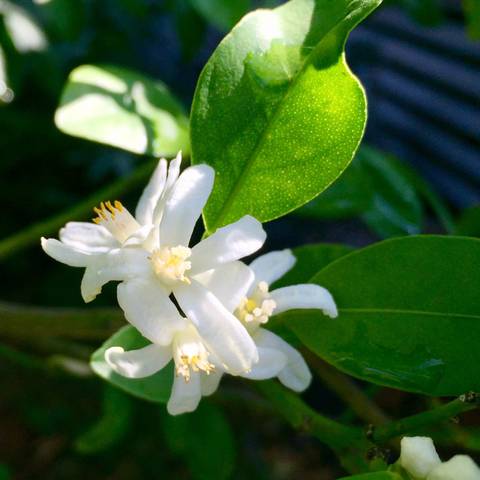 Fleurs de calamondin