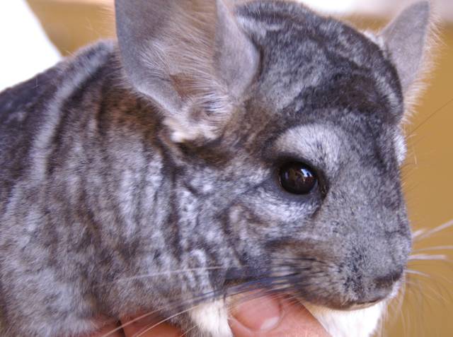 Chinchilla