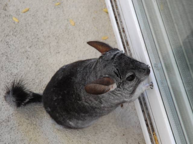 Chinchilla en balade