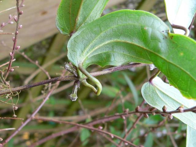Clematis urophylla : pétiole capable de s'enrouler autour d'un support