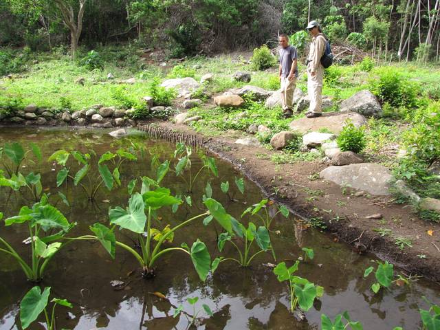 Taro cultivé les pieds dans l'eau