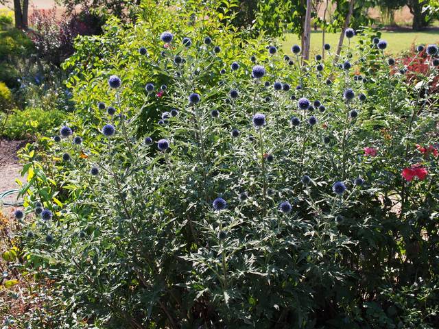 Echinops ritro 'Veitch's Blue'